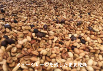 ハニー製法飲み比べ